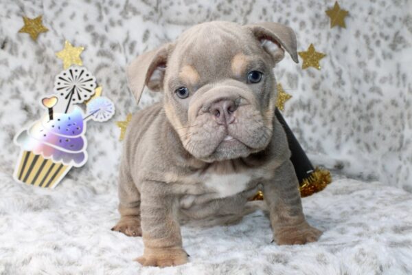 Lilac Tri Female English Bulldog