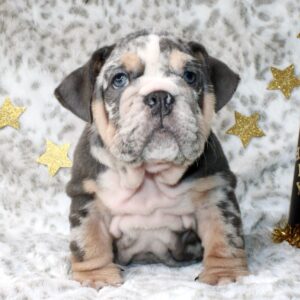 RIHANNA is our one of a kind Chocolate Tri Merle English Bulldog female with AMAZING tan points and colors!