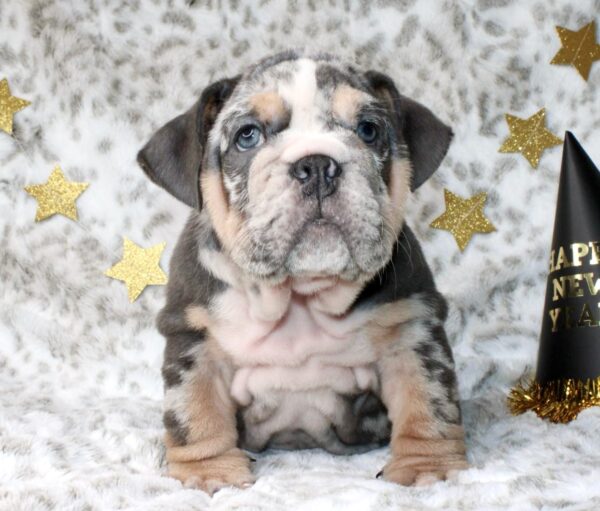 RIHANNA is our one of a kind Chocolate Tri Merle English Bulldog female with AMAZING tan points and colors!
