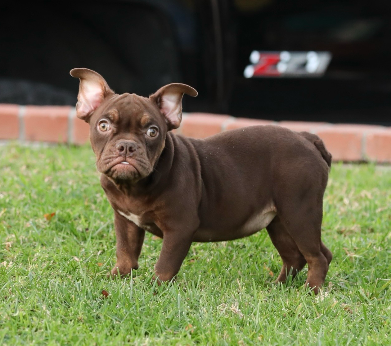 MOCHA