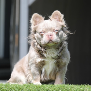 NEW SHADE ISABELLA FLUFFY