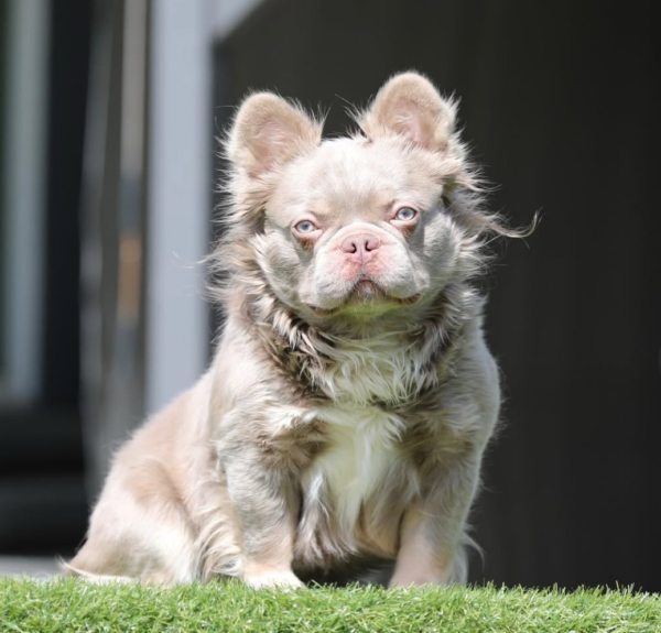 NEW SHADE ISABELLA FLUFFY