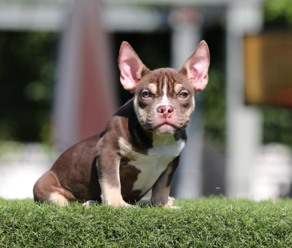 Chocolate Tri American Bully Female