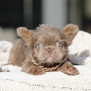 INTRODUCING EMPRESS! Our PRICELESS Hypoallergenic TEDDY BEAR COAT ISABELLA TAN SUPER FLUFFY GIRL! 