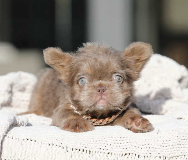 INTRODUCING EMPRESS! Our PRICELESS Hypoallergenic TEDDY BEAR COAT ISABELLA TAN SUPER FLUFFY GIRL! 