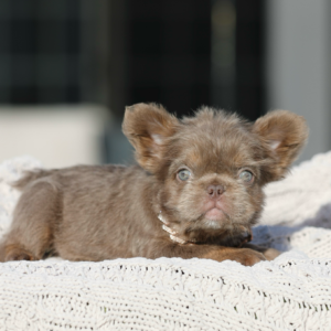 INTRODUCING EMPRESS! Our PRICELESS Hypoallergenic TEDDY BEAR COAT ISABELLA TAN SUPER FLUFFY GIRL!