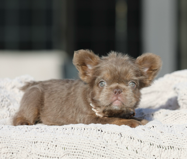 INTRODUCING EMPRESS! Our PRICELESS Hypoallergenic TEDDY BEAR COAT ISABELLA TAN SUPER FLUFFY GIRL!