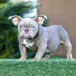 Zendaya-Lilac Tri American Bully