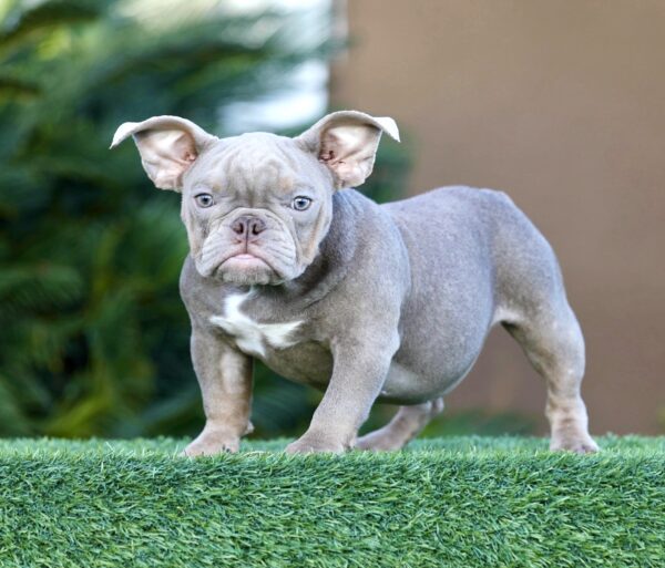 Zendaya-Lilac Tri American Bully