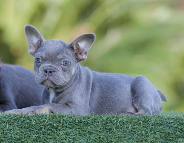 INTRODUCING: ASHANTI is our Stunning Lilac Tan FLUFFY CARRIER female! (Born 09/12/25)