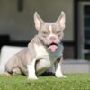 BELLA: Lilac Tri American Bully Princess