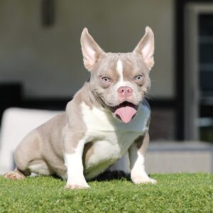 BELLA: Lilac Tri American Bully Princess