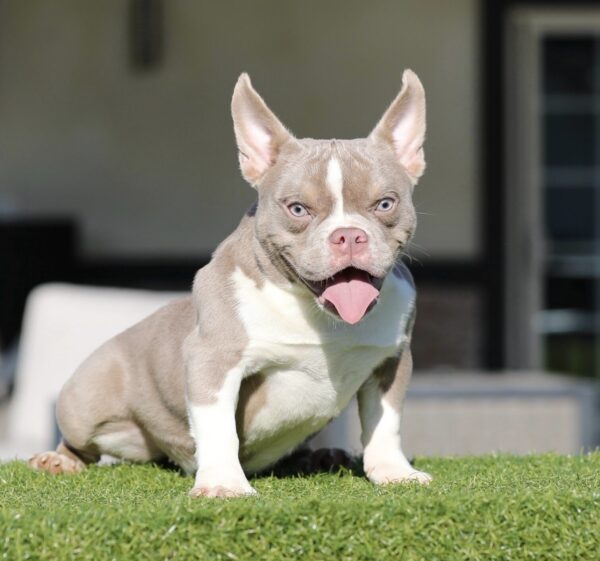 BELLA: Lilac Tri American Bully Princess