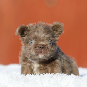 INTRODUCING THE EMPEROR! A PRICELESS HYPOALLERGENIC TEDDY BEAR COAT FLUFFY ISABELLA TAN MALE!