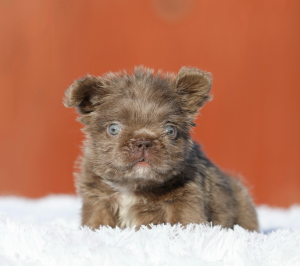 INTRODUCING THE EMPEROR! A PRICELESS HYPOALLERGENIC TEDDY BEAR COAT FLUFFY ISABELLA TAN MALE!