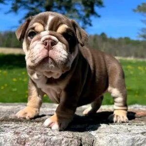 PRINCE is our Handsome CHOCOLATE TAN TRI English Bulldog fluffy carrier male who's So Rare that he will CHANGE YOUR WHOLE WORLD!  