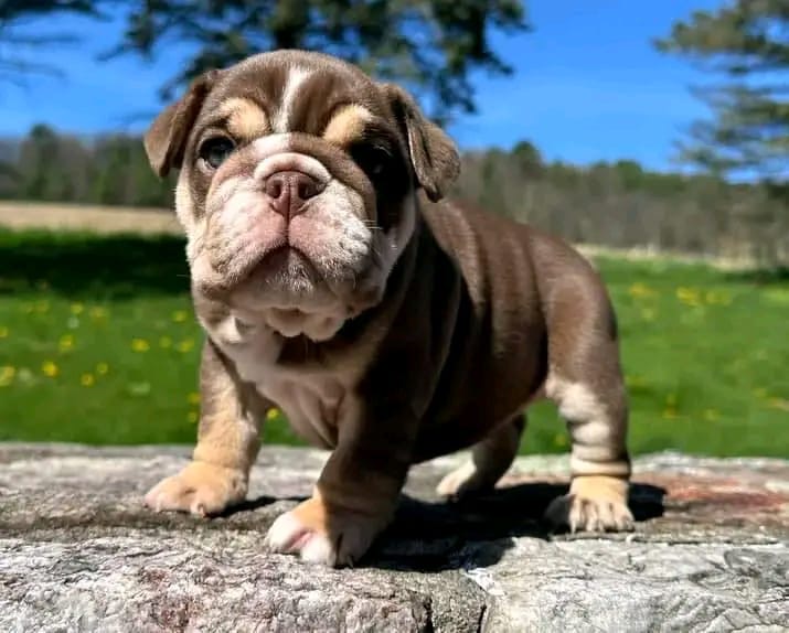 PRINCE