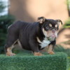 PRINCESS is our Majestic CHOCOLATE TRI English Bulldog female