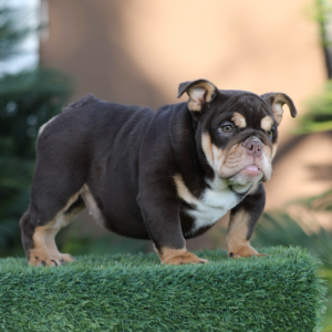 PRINCESS is our Majestic CHOCOLATE Â TRI English Bulldog female