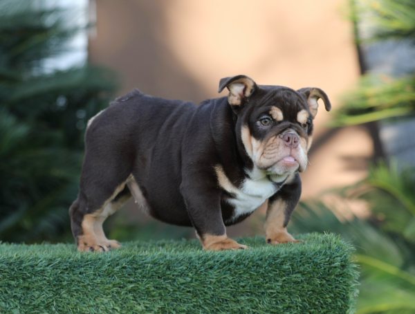 PRINCESS is our Majestic CHOCOLATE TRI English Bulldog female