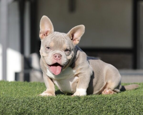 ESCOBAR is Our Lilac Tri American Micro Bully Gangsta!