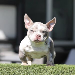 SHEBA is our Priceless Lilac Tri Merle Micro Female American Bully.