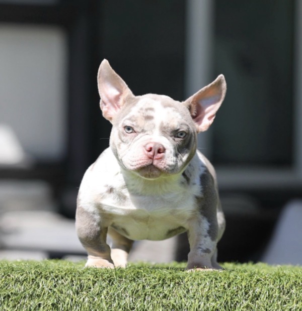 SHEBA is our Priceless Lilac Tri Merle Micro Female American Bully.