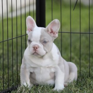 ZAZA! Our Stunning Isabella White FLUFFY CARRIER