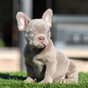 NALA is our Stunning Isabella Tan FLUFFY CARRIER female!