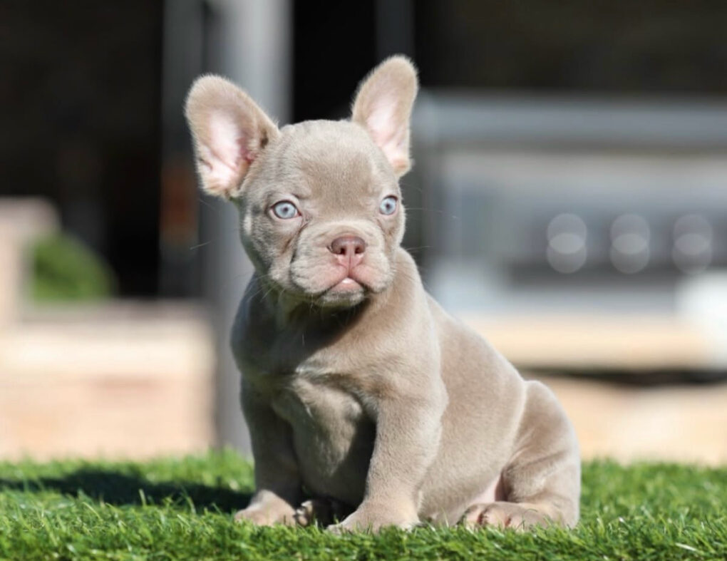 NALA