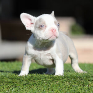 INTRODUCING: ZAZA, our Stunning Isabella Tan FLUFFY CARRIER female with tan points!