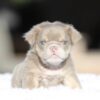 AMINA is our captivating Lilac Tri FLUFFY English Bulldog female