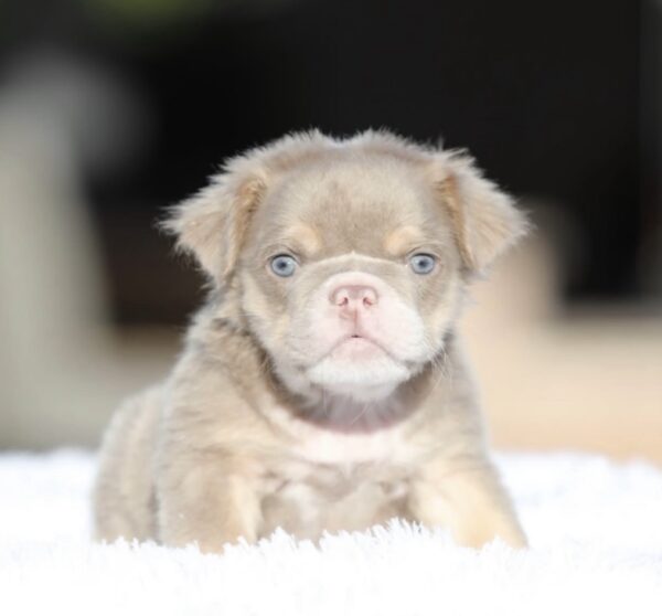 AMINA is our captivating Lilac Tri FLUFFY English Bulldog female
