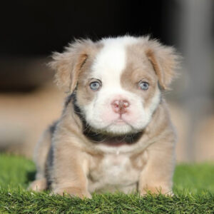 ATHENA is our captivating Lilac Tri FLUFFY English Bulldog