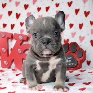 Blue Ivy is our stunning blue and tan female with glowing blue eyes.