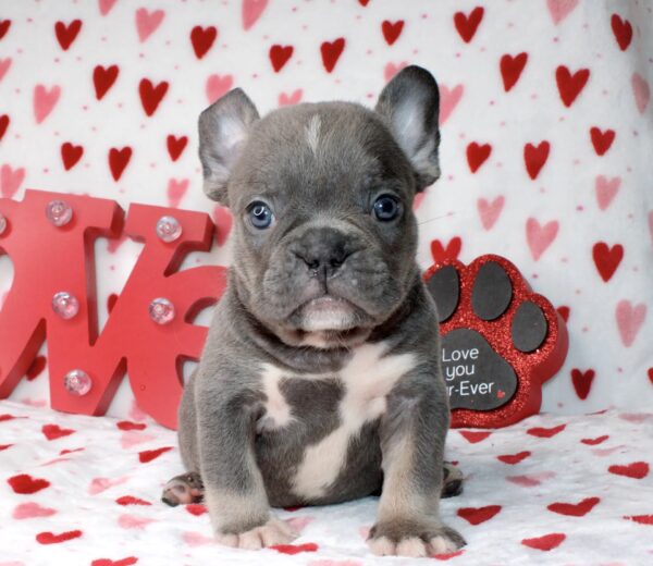 Blue Ivy is our stunning blue and tan female with glowing blue eyes.