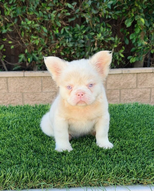 Magnificent PLATINUM EXOTIC FLUFFY