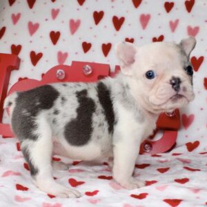 MUFASA: Our Handsome Blue Merle male with glowing blue eyes!