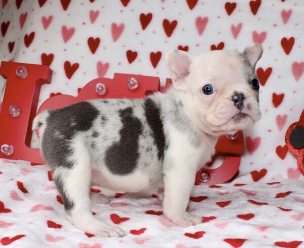 MUFASA: Our Handsome Blue Merle male with glowing blue eyes!