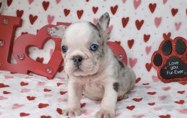 Introducing SONIC: Our Handsome Blue Merle male with glowing blue eyes!