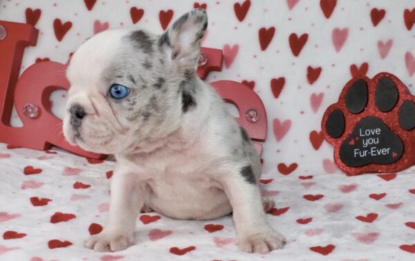 Introducing SONIC: Our Handsome Blue Merle male with glowing blue eyes!