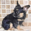 LYRIC is our Lovely Black Tan Tri visual FLUFFY female