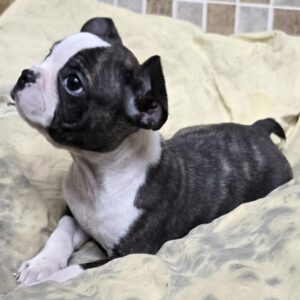 PHANTOM  is a super cute and rare Black BRINDLE male.