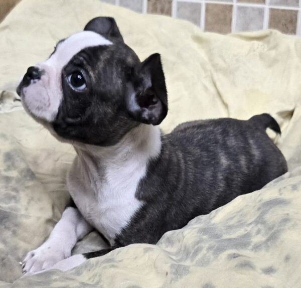 PHANTOM  is a super cute and rare Black BRINDLE male.