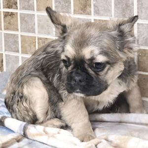 J-LO is our Lovely Fawn visual  FLUFFY female