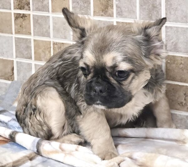 J-LO is our Lovely Fawn visual  FLUFFY female