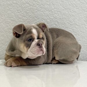 PRINCESS is our Lilac tan Tri FLUFFY CARRYING beauty