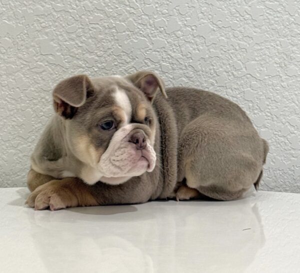 PRINCESS is our Lilac tan Tri FLUFFY CARRYING beauty