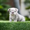 FUTURE, our stunning LILAC TRI MERLE MICRO English Bulldog