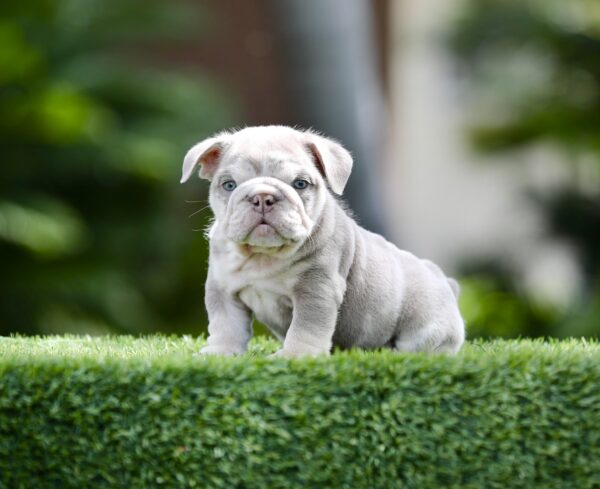 FUTURE, our stunning LILAC TRI MERLE MICRO English Bulldog